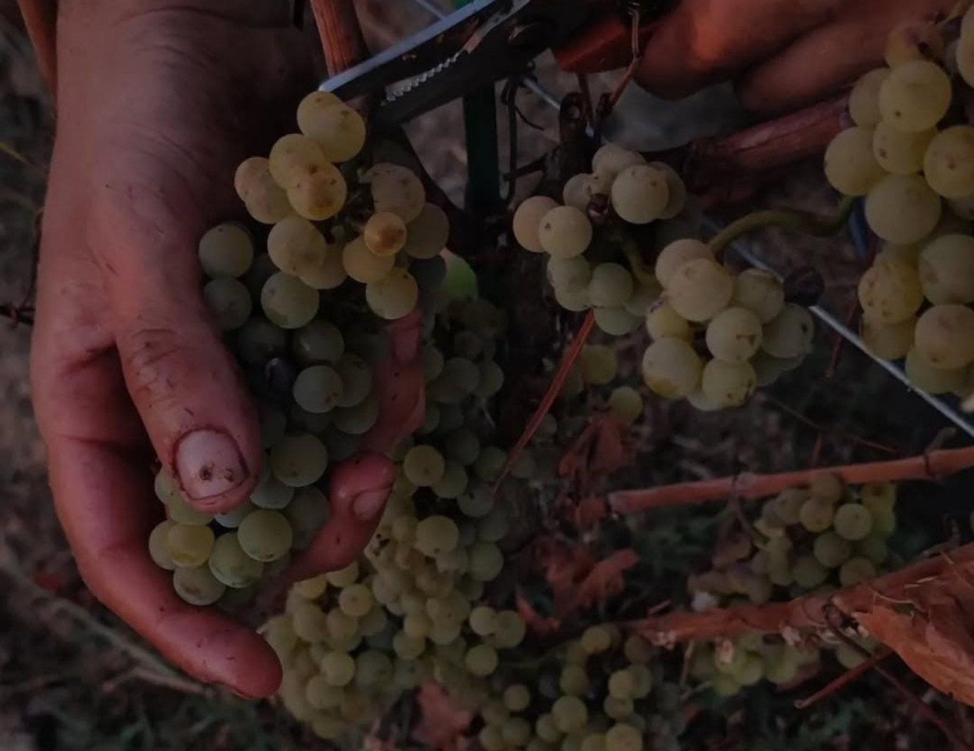 Nos bébés vignes ne sont plus