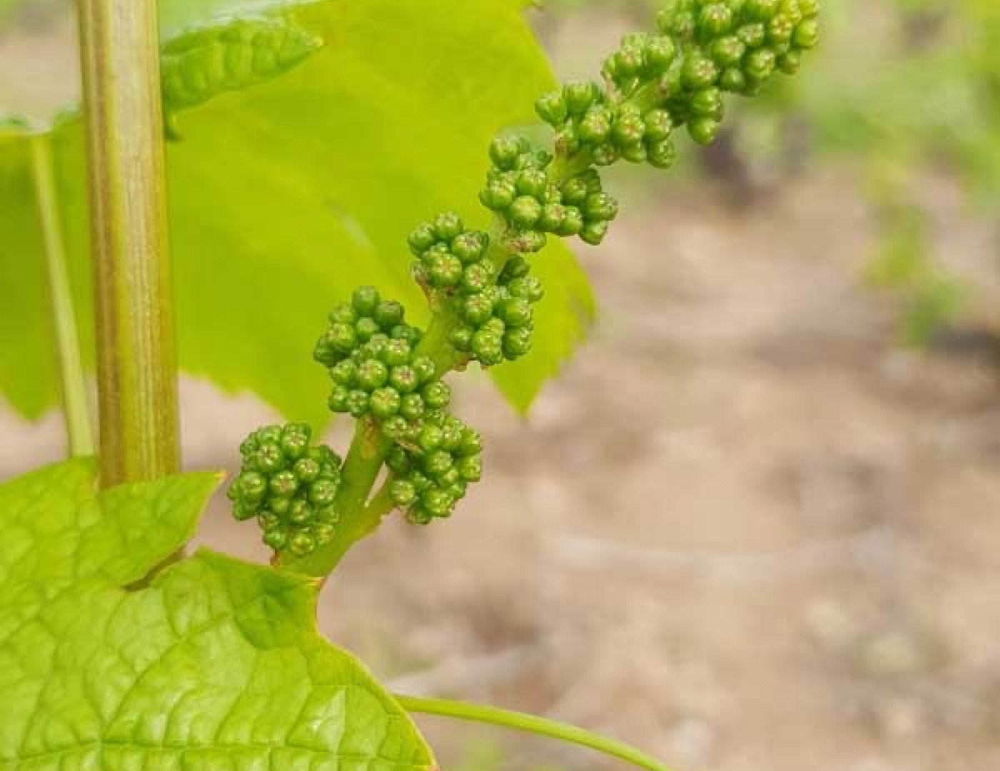 Inflorescence