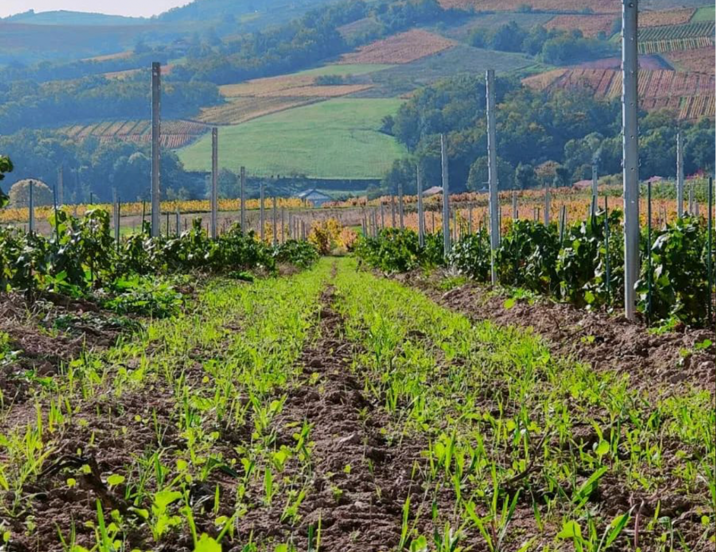 Un peu de verdure au Château