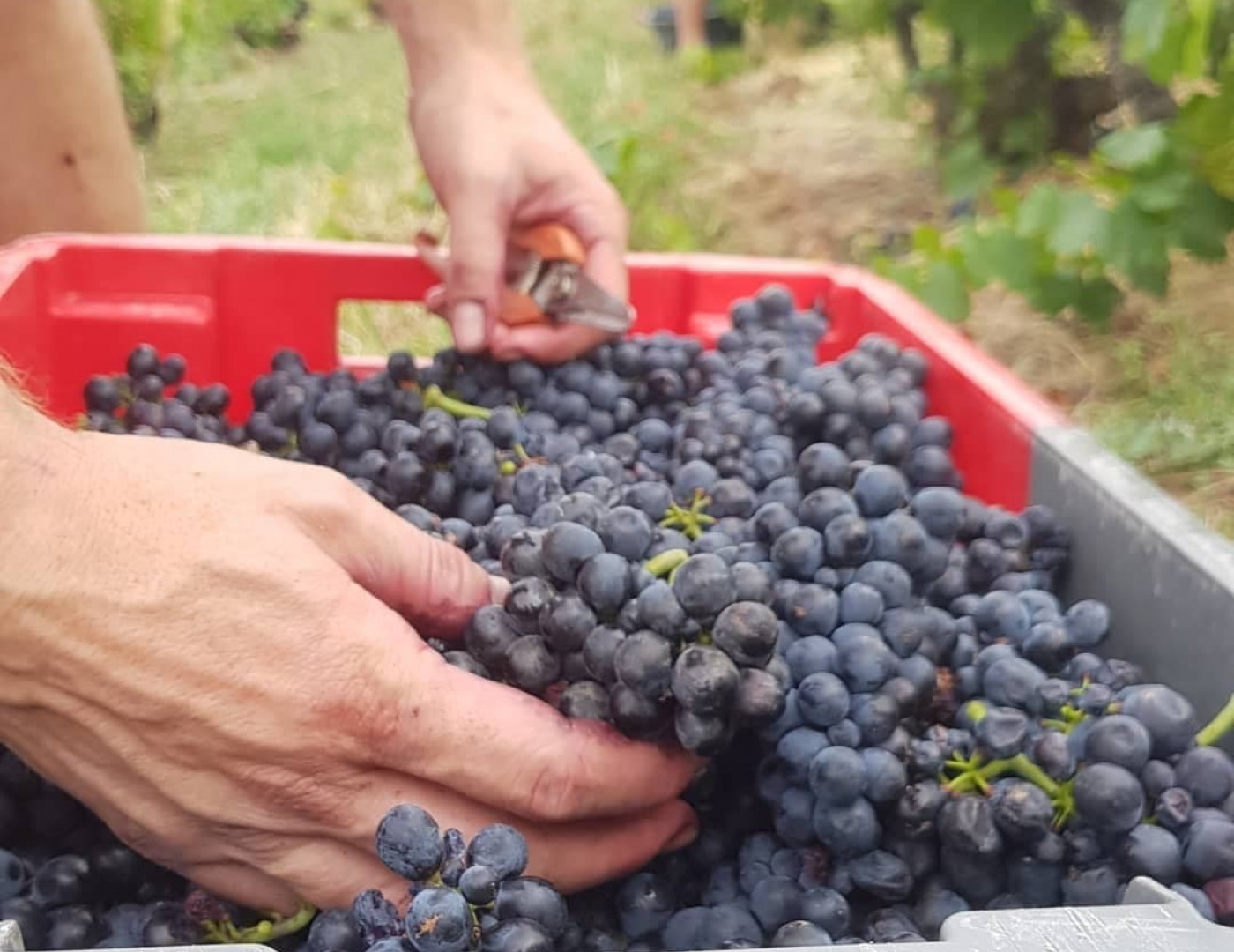 Récolte gamay