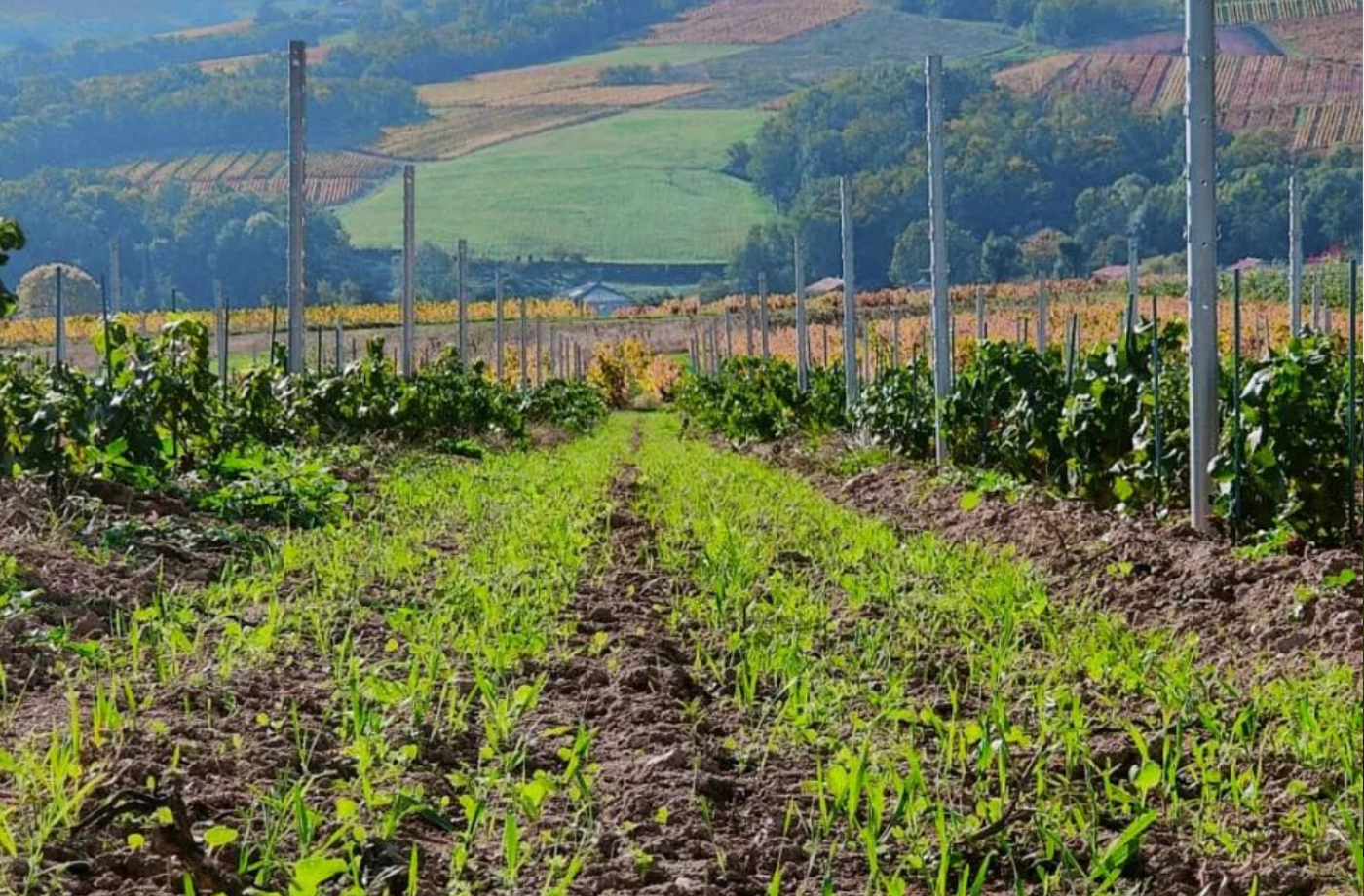 Un peu de verdure au Château