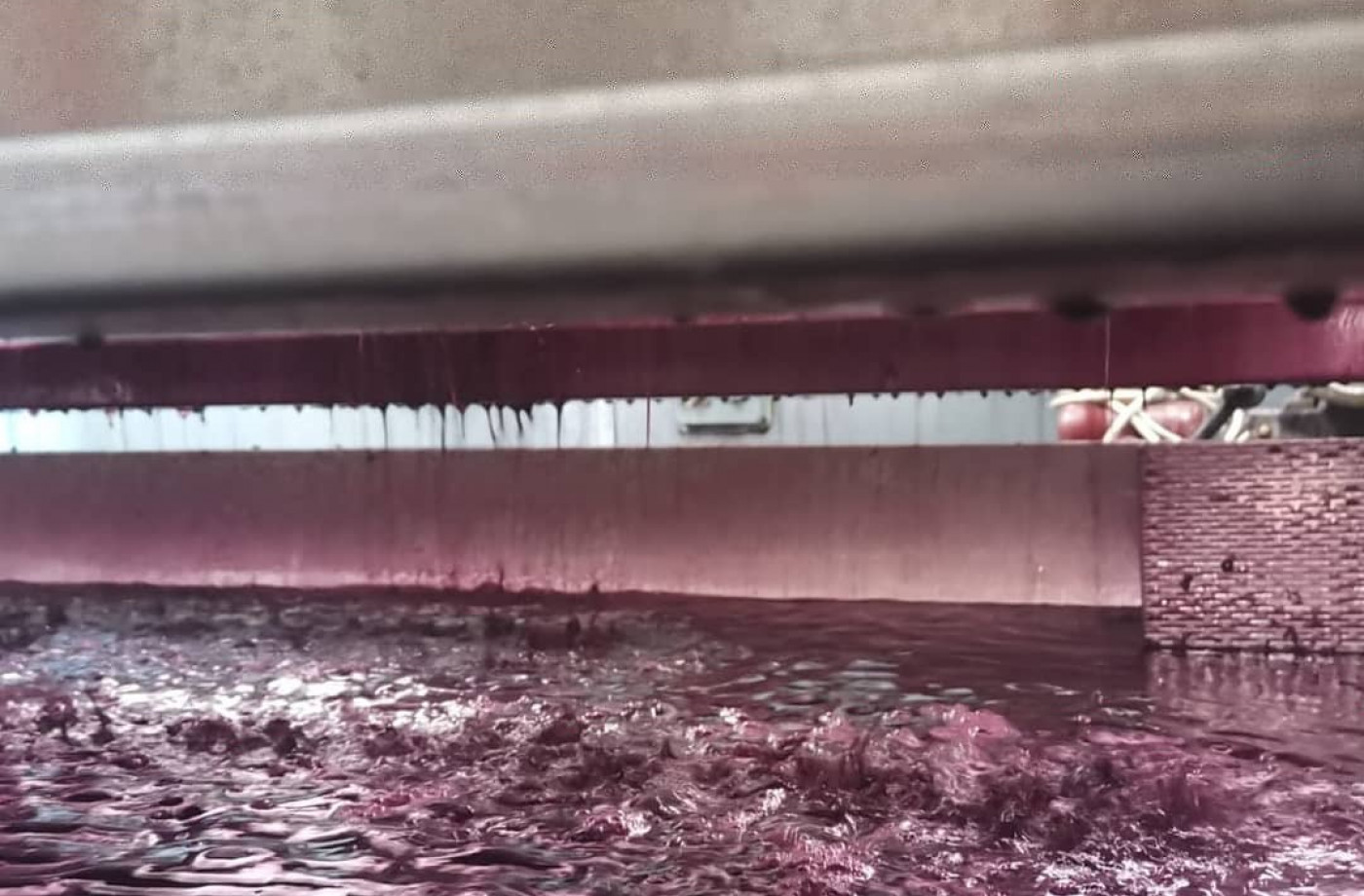 Gamay pressing