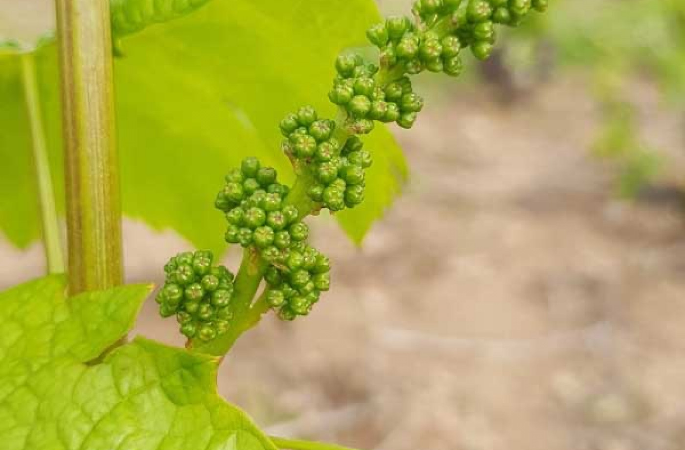 Inflorescence