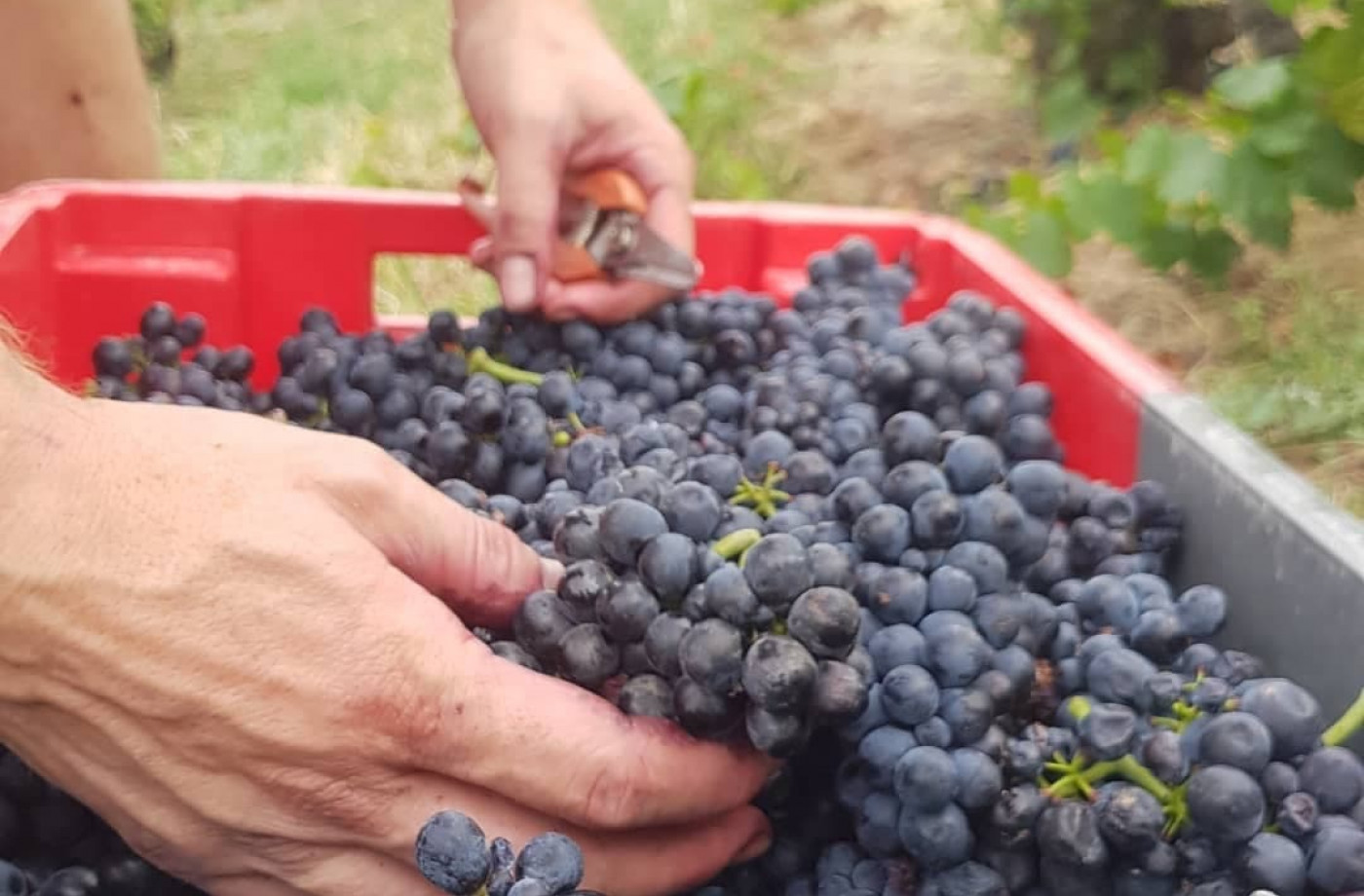 Récolte gamay