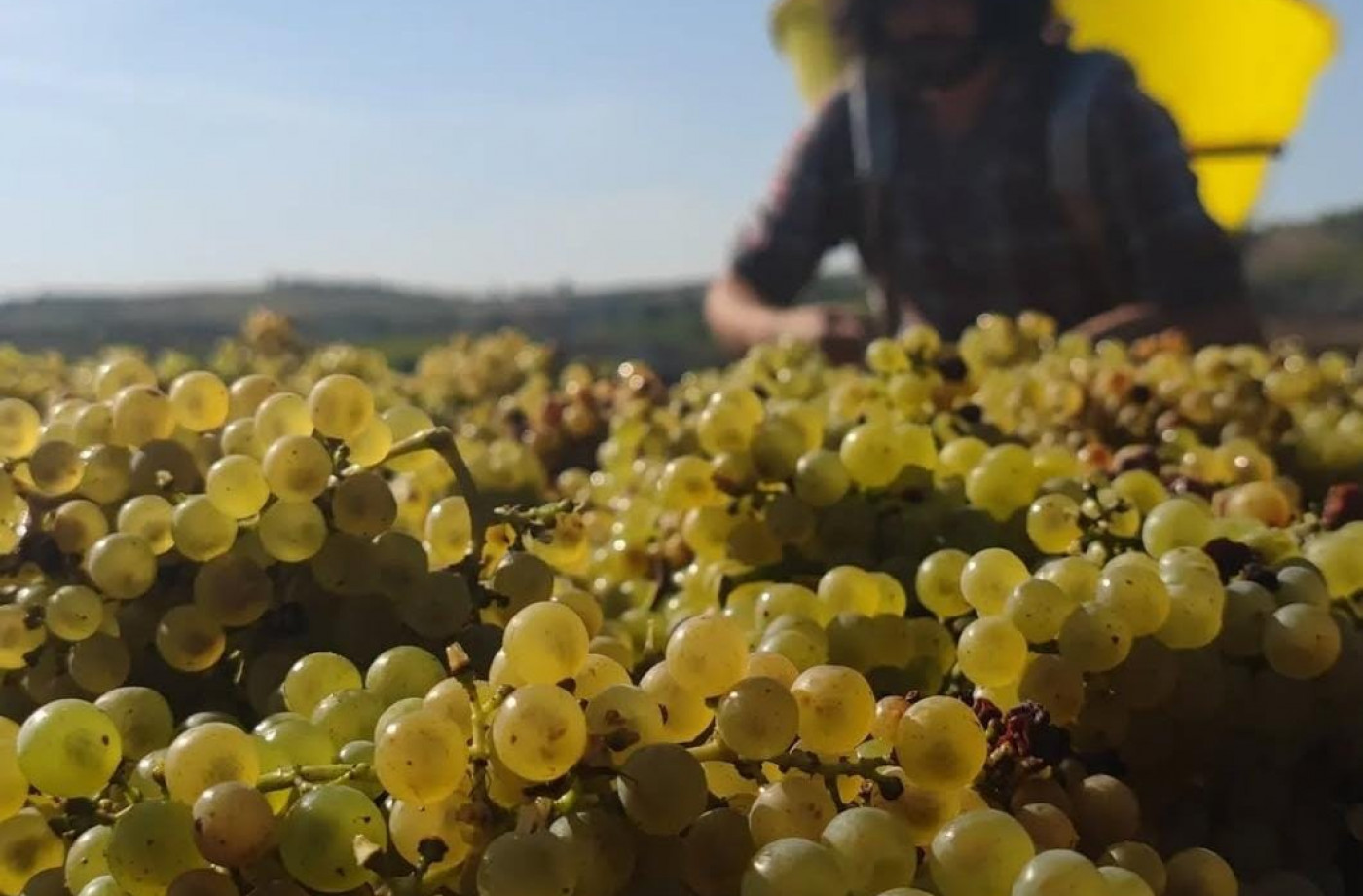 Vendanges 2023, c’est parti !