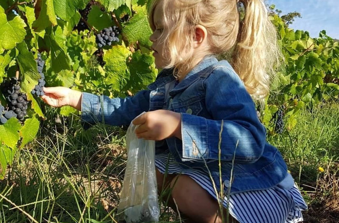 Chiara harvests berries