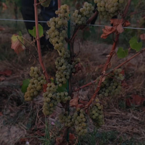 Nos bébés vignes ne sont plus