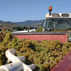 Vendanges 2023, c’est parti !