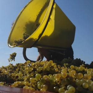 Vendanges 2023, c’est parti !