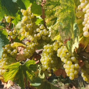 Vendanges 2023, c’est parti !