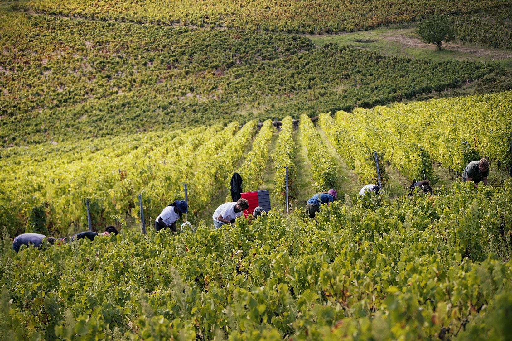 Le vignoble